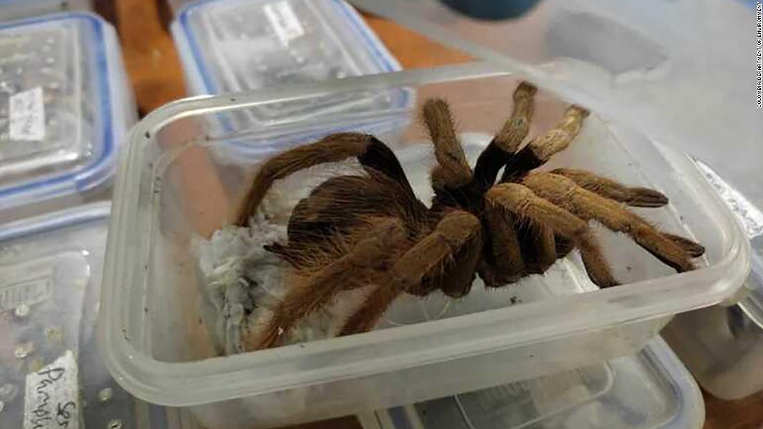 Colombia seizes hundreds of tarantulas bound for Germany