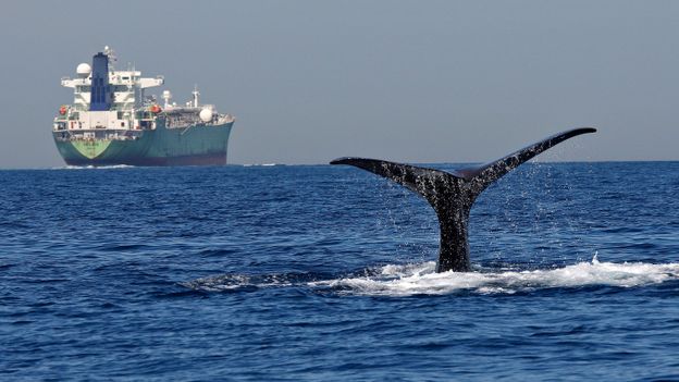 The hidden ocean pollution killing marine mammals